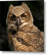 A Portrait Of Great Horn Owlet Metal Print