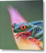 A Red-eyed Tree Frog In Costa Rica Metal Print