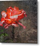 A Rose By..... Metal Print