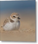 A Snow Plover Resting On The Beach Metal Print