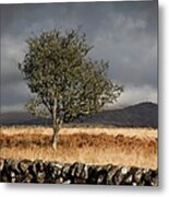 A Stone Fence And One Tree Under A Metal Print