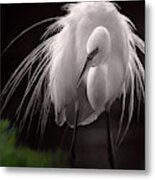 A Touch Of Class - Great Egret With Plumage Metal Print