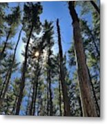 A Walk In The Pines Metal Print