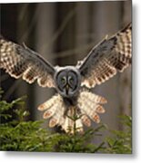 Action Scene From The Forest With Owl Metal Print