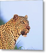 Adult Male Leopard Panthera Pardus Metal Print