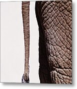 African Elephantsloxodonta Africana Tail Metal Print
