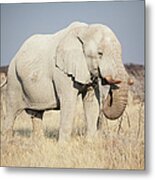 African Elphant Eating Metal Print