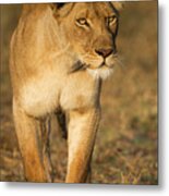 African Lioness Stalking Metal Print