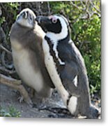 African Penguin With Chick Metal Print