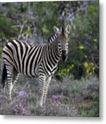 African Zebras 008 Metal Print