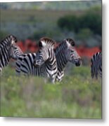 African Zebras 033 Metal Print