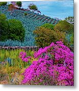 Agave And Bugainvillea Metal Print