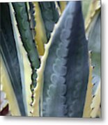 Agave Plant Abstract Metal Print