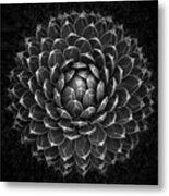 Agave Victoria Metal Print