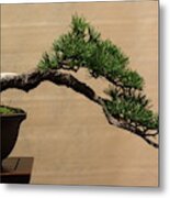 Aged Bonsai Pine Metal Print