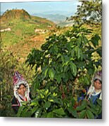Akha Women Harvesting Coffee Metal Print