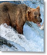 Alaska Brown Bear Catching Salmon Metal Print
