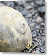 Alaska, Ketchikan, Moon Snail Shell Metal Print