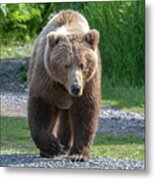 Alaskan Brown Bear Walking Towards You Metal Print