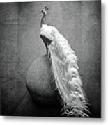 Albino Peacock Metal Print