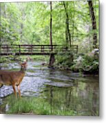 Alert Deer By Bridge In Cades Cove Metal Print