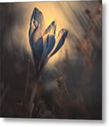 All Alone In The Moonlight Metal Print