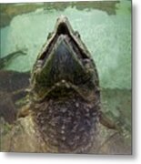 Alligator Snapping Turtle (macrochelys Metal Print