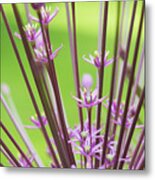 Allium Schubertii Flowering Metal Print