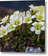 Alpine Flower Bed Metal Print