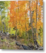 Amber Aspens Metal Print