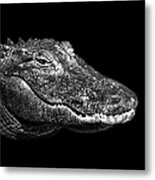 American Alligator Metal Print