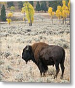 American Bison Buffalo Metal Print