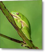 American Green Tree Frog Dar033 Metal Print