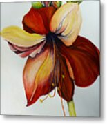 Amerylis/amaryllis Metal Print