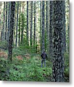 Among The Trees Metal Print