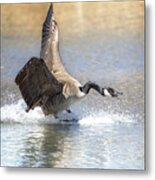 An Angry Goose Metal Print