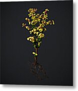 An Uprooted Speckboomelephant Bush Metal Print