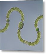 Anabaena Sp. Cyanobacteria Metal Print