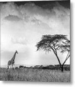 And I Dreamed Of Africa Metal Print