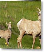 And Little Lambs Eat Ivy Metal Print