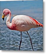 Andean Flamingo Metal Print