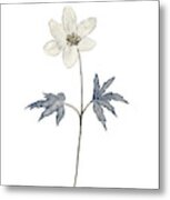 Anemone Bluish Grey Forest Flowers Watercolor Poster Metal Print