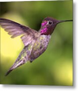 Anna's Hummingbird In Flight Metal Print