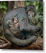 Another Hungry Mouth To Feed - Brown-headed Spider Monkey Metal Print