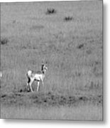 Antelope - Hwy. 207, Texas Panhandle Metal Print