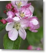 Apple Blossom (malus X Domestica) Metal Print