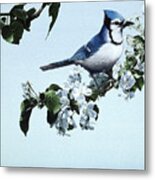 Apple Blossoms And Bluejay Metal Print