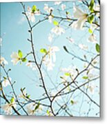 Apple Blossoms In Hordaland County Metal Print