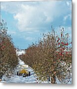 Apple Trees In The Snow Metal Print