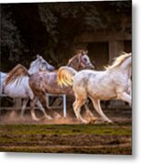 Arabian Horses Metal Print